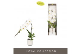 Phalaenopsis wit Formidablo Niagara Falls in Lazio White Showdoos 12 b