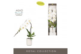 Phalaenopsis wit Formidablo Niagara Falls in Molise White Aquo Showdoo