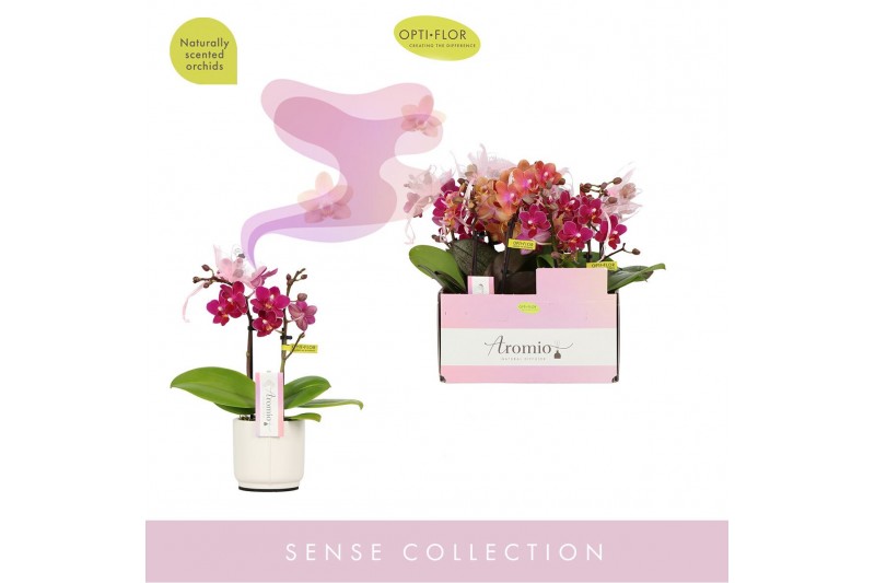 Phalaenopsis multiflora mix Aromio Mix 2 spike in Lazio White 10 bl. 2 