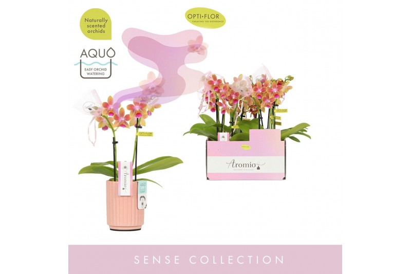 Phalaenopsis multiflora geel Aromio Spring 2 spike in Molise Salmon Aq 