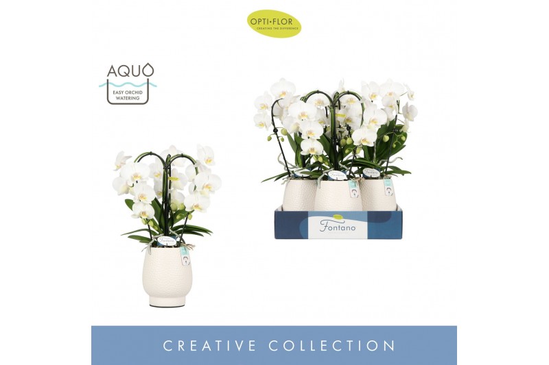 Phalaenopsis wit Fontano Bellagio 3 spike in Abruzzo White Aquo25 bl.  