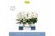 Phalaenopsis wit Fontano Bellagio 5 spike in Molise White Aquo40 bl. 5 