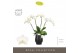 Phalaenopsis wit Theatro Jazz 4 spike in Abruzzo Black Aquo 21 bl. 4 t 