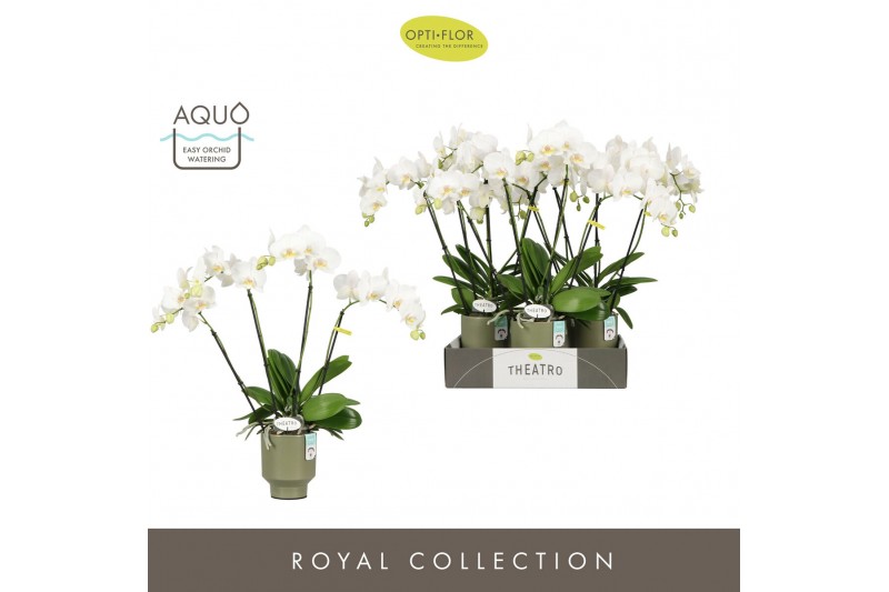 Phalaenopsis wit Theatro Jazz 4 spike in Emilia Green Aquo 21 bl. 4 ta 