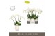 Phalaenopsis wit Theatro Jazz 4 spike in Abruzzo White Aquo 21 bl. 4 t 