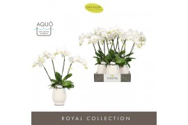 Phalaenopsis wit Theatro Jazz 4 spike in Abruzzo White Aquo 21 bl. 4 t