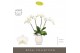 Phalaenopsis wit Theatro Jazz 4 spike in Abruzzo White Aquo 21 bl. 4 t 