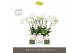 Phalaenopsis wit Theatro Jazz 4 spike in Abruzzo White Aquo 21 bl. 4 t 