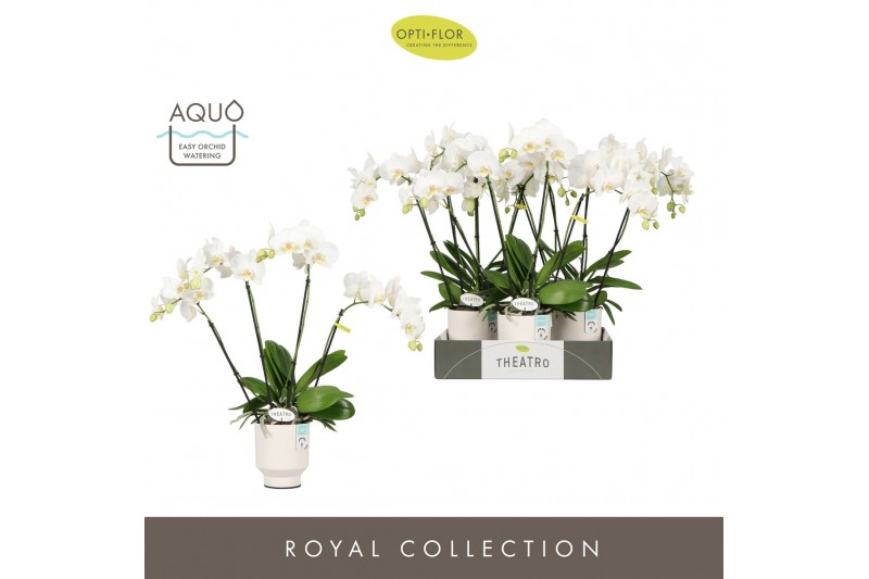 Phalaenopsis wit Theatro Jazz 4 spike in Emilia White Aquo 21 bl. 4 ta 