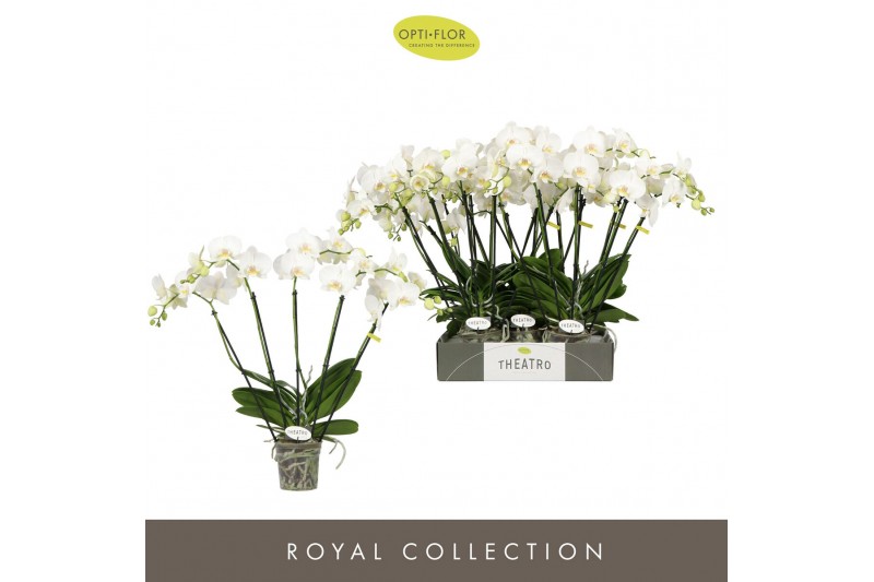 Phalaenopsis wit Theatro Jazz 5 spike 24 bl. 5 tak/plnt 