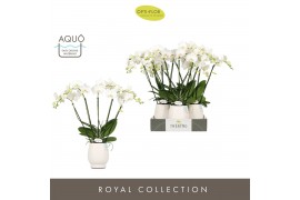 Phalaenopsis wit Theatro Jazz 5 spike in Abruzzo White Aquo 24 bl. 5 t