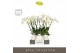 Phalaenopsis wit Theatro Jazz 5 spike in Abruzzo White Aquo 24 bl. 5 t 