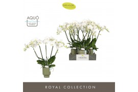 Phalaenopsis wit Theatro Jazz 5 spike in Emilia Green Aquo 24 bl. 5 ta