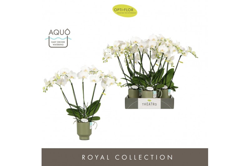 Phalaenopsis wit Theatro Jazz 5 spike in Emilia Green Aquo 24 bl. 5 ta 