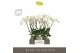 Phalaenopsis wit Theatro Jazz 5 spike in Emilia Green Aquo 24 bl. 5 ta 