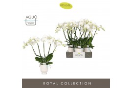 Phalaenopsis wit Theatro Jazz 5 spike in Emilia White Aquo 24 bl. 5 ta