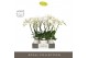 Phalaenopsis wit Theatro Jazz 5 spike in Emilia White Aquo 24 bl. 5 ta 