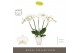 Phalaenopsis wit Theatro Jazz 5 spike in Emilia White Aquo 24 bl. 5 ta 