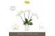 Phalaenopsis wit Theatro Jazz 5 spike in Molise White Aquo 24 bl. 5 ta 