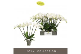 Phalaenopsis wit Theatro Jazz 6 spike 40 bl. 6 tak/plnt