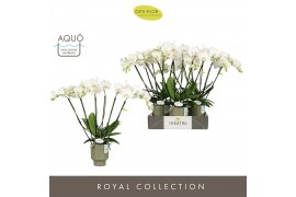 Phalaenopsis wit Theatro Jazz 6 spike in Emilia Green Aquo 45 bl. 6 ta