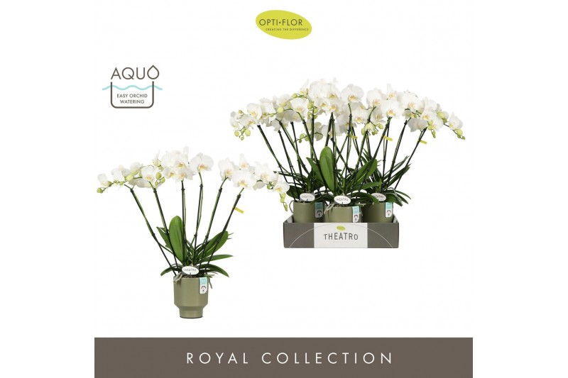 Phalaenopsis wit Theatro Jazz 6 spike in Emilia Green Aquo 45 bl. 6 ta 