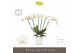 Phalaenopsis wit Theatro Jazz 6 spike in Molise White Aquo 45 bl. 6 ta 