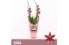 Burrageara barrocco red Barrocco Red, 2-spike 65+ cm Orchid Collection