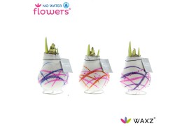 Hippeastrum gewaxt No Water Flowers Waxz® Art Karel Appel2 tak/plnt