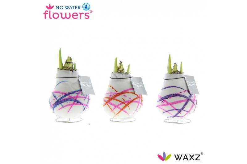 Hippeastrum gewaxt No Water Flowers Waxz® Art Karel Appel2 tak/plnt 