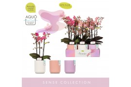 Phalaenopsis multiflora mix Aromio Mix 3 spike in Molise Mix Aquo25 bl