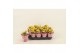 Kalanchoe calandiva nolin Kalanchoe Double Yellow1 pp 