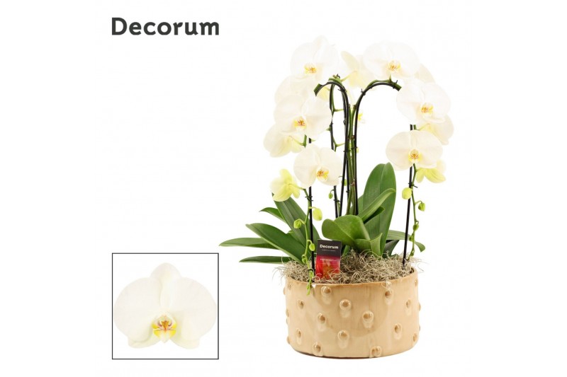 Phalaenopsis wit Belle cascade 3 tak symphony white (Deco-collection)  