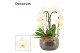 Phalaenopsis wit Nero cascade 3 tak symphony white (Deco-collection) 1 