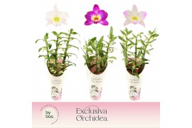 Dendrobium nobile mix Dendrobium Nobilé, Mix 3-spike Exclusiva Orchide