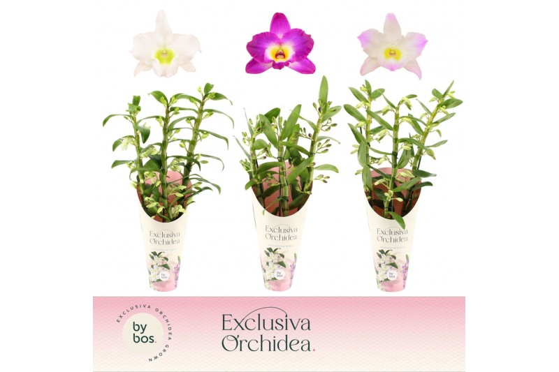 Dendrobium nobile mix Dendrobium Nobilé, Mix 3-spike Exclusiva Orchide 