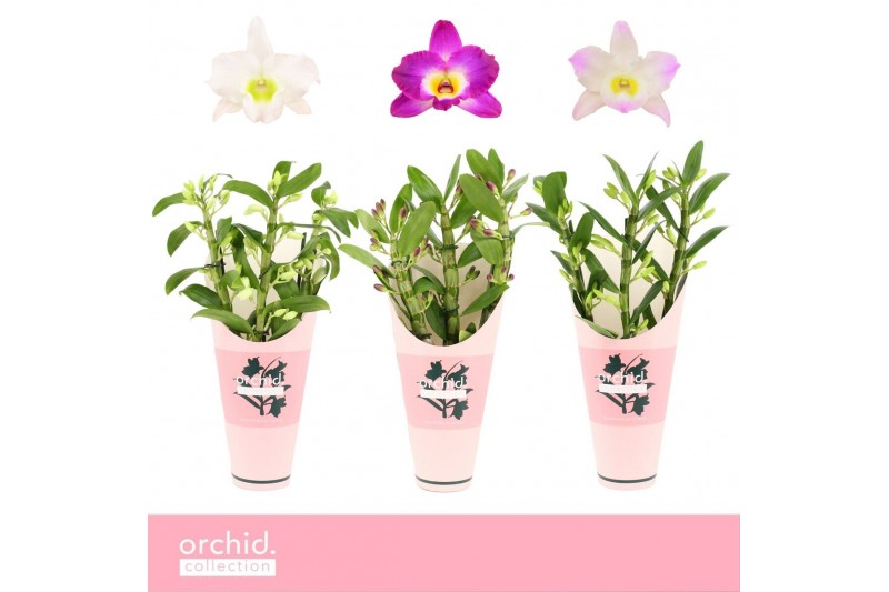 Dendrobium nobile mix Dendrobium Nobilé, Mix 3-spike Compact Orchid Co 