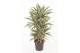 Dracaena fragr. der. white stripe Dracaena White Stripe vertakt P271 p 