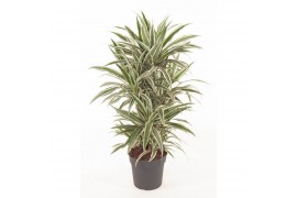 Dracaena fragr. der. white stripe Dracaena White Stripe vertakt P271 p