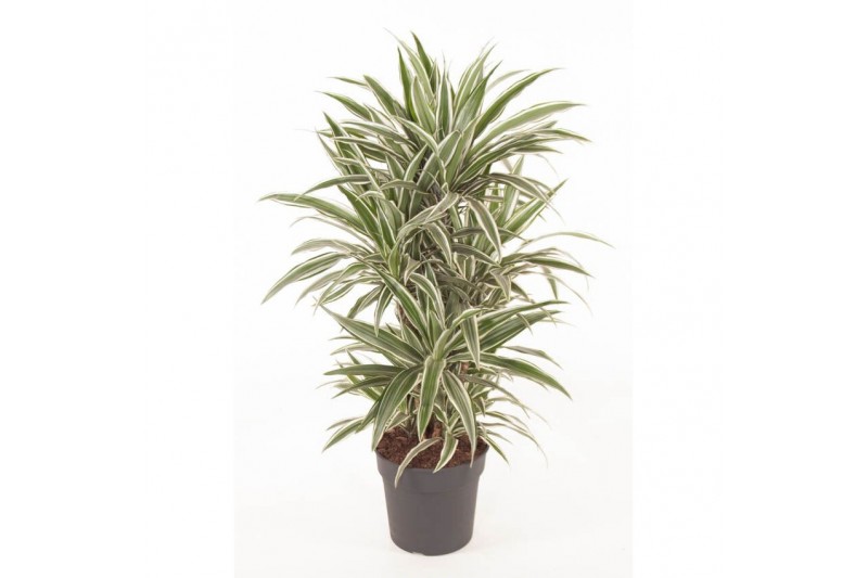 Dracaena fragr. der. white stripe Dracaena White Stripe vertakt P271 p 