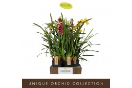 Cymbidium mix Cymbidium Mix 4 spike 4 tak/plnt
