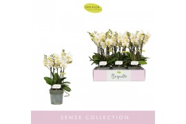 Phalaenopsis multiflora wit Boquetto Beauty 3-5 spike30 bl. 3 tak/plnt