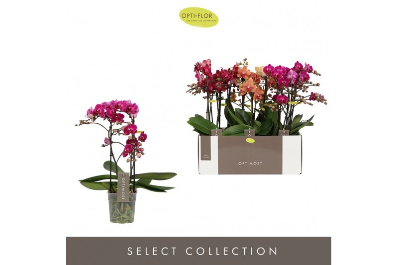 Phalaenopsis multiflora mix Optimost Spicy Mix 2 spike25 bl. 2 tak/pln 