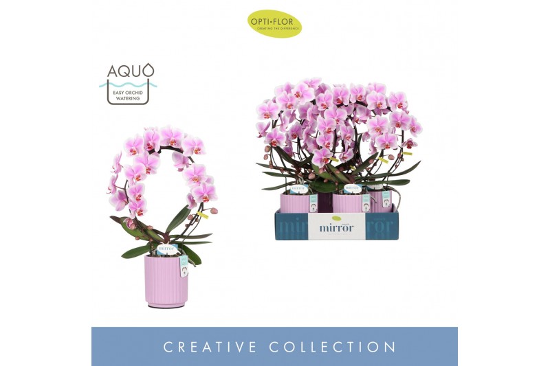 Phalaenopsis Mirror Miracle Jasmine 2 spike in Molise Lilac Aquo15 bl. 