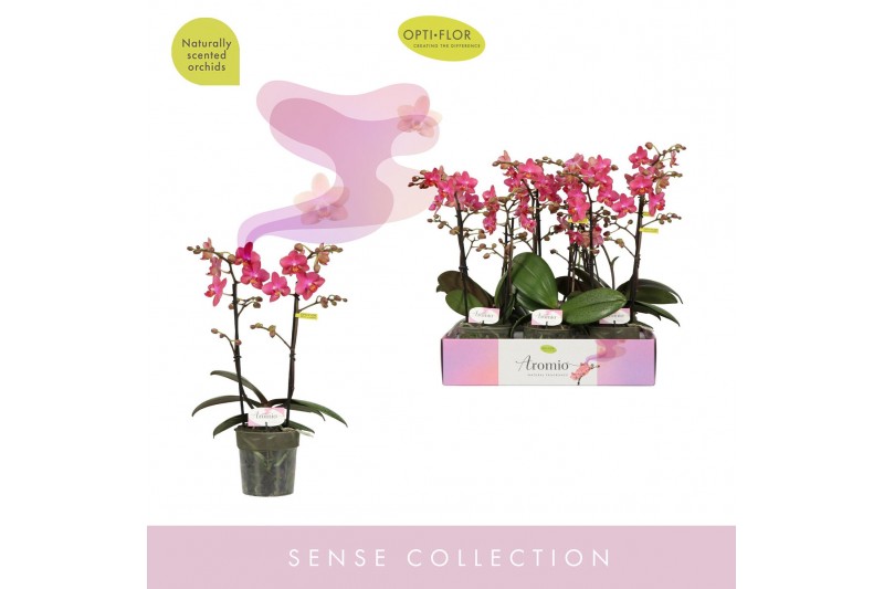 Phalaenopsis multiflora oranje Aromio Floral 2 spike20 bl. 2 tak/plnt  