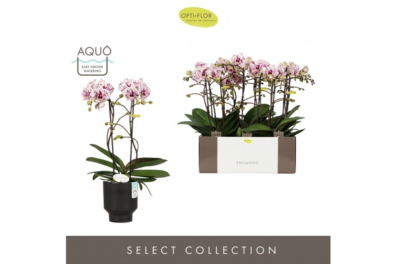 Phalaenopsis multiflora Exclusivo Athena 2 spike in Emilia Brown Aquo1 