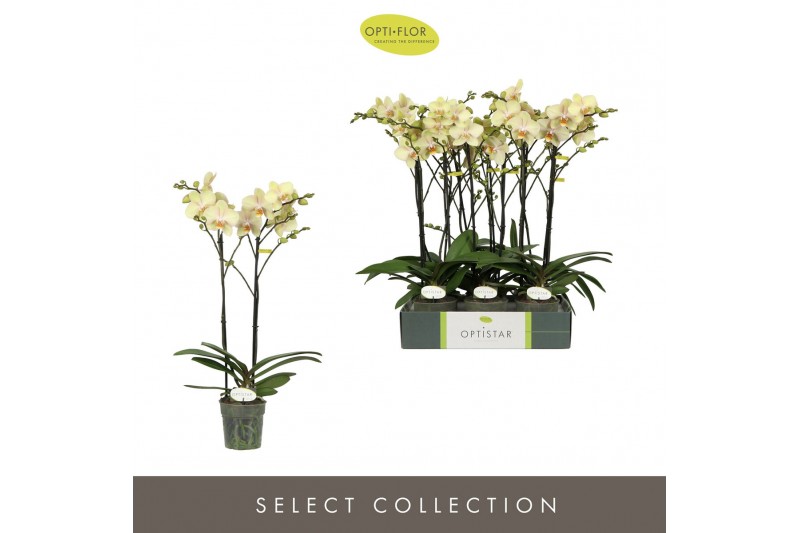 Phalaenopsis geel Optistar Shakira 2 spike15 bl. 2 tak/plnt 