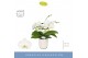 Phalaenopsis wit Dioro Prestige 2 spike in Molise White Aquo16 bl. 2 t 