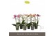Phalaenopsis mix multiflora Optimost & Exclusivo Mix 2 spike 15 bl. 2  