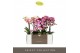 Phalaenopsis mix multiflora Optimost Mix 2 spike 25 bl. 2 tak/plnt 500 